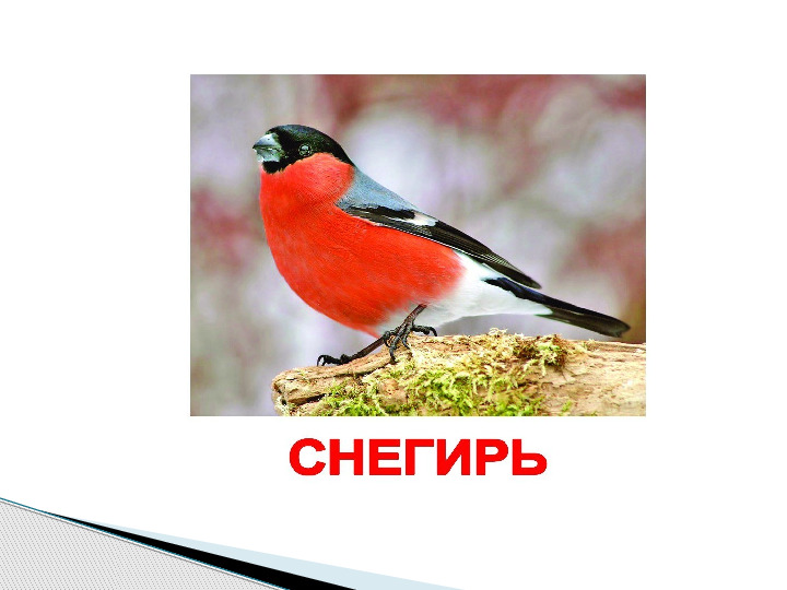 Презентация по окружающему миру "Мир животных".