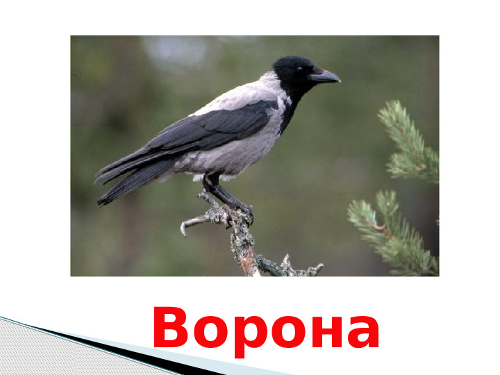 Презентация по окружающему миру "Мир животных".