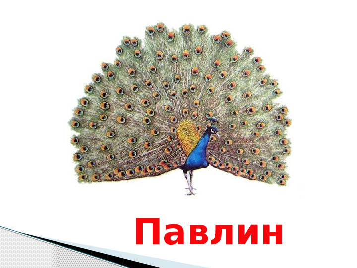 Презентация по окружающему миру "Мир животных".