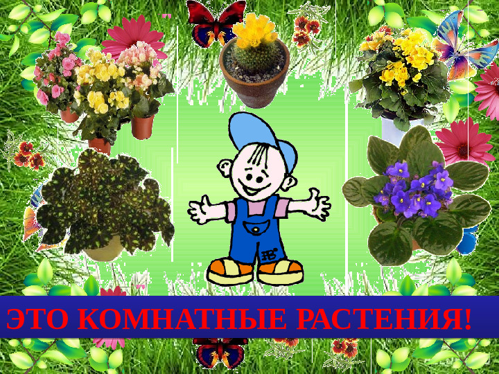 Презентация по ОО "Познание" на тему "Зачем человеку растения" стр дош. возраст