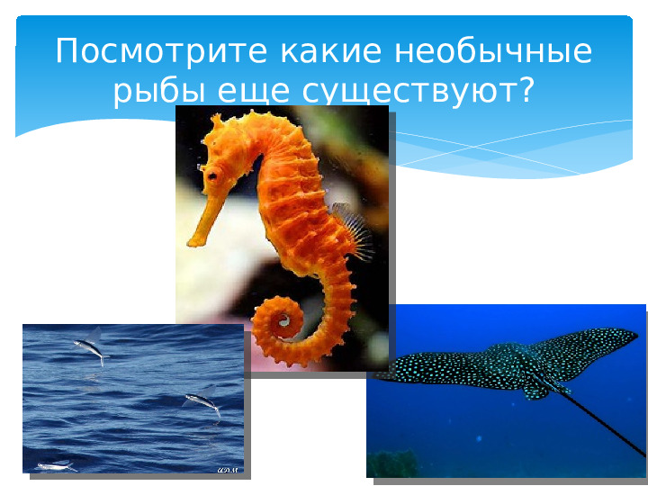 Презентация к занятию Окружающий мир по теме: «Что мы знаем о рыбах?»