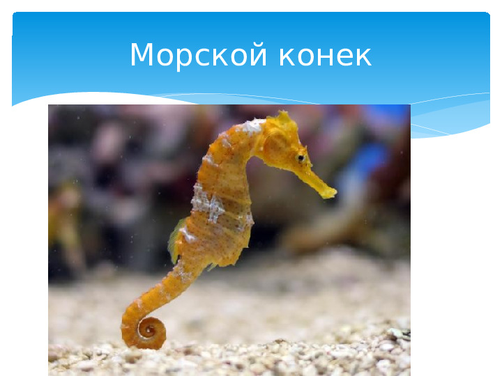 Презентация к занятию Окружающий мир по теме: «Что мы знаем о рыбах?»