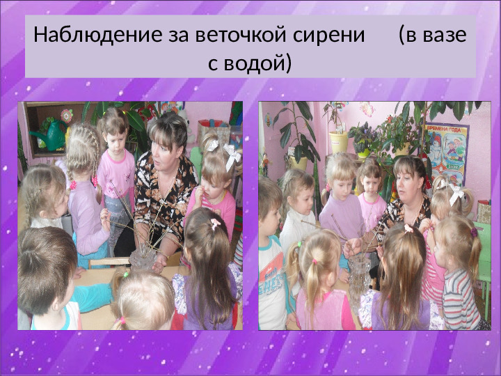 Презентация по экологии "Наблюдение за веткой сирени" (Младший дошкольный возраст)