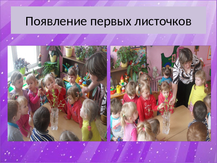 Презентация по экологии "Наблюдение за веткой сирени" (Младший дошкольный возраст)
