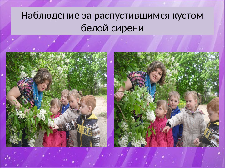 Презентация по экологии "Наблюдение за веткой сирени" (Младший дошкольный возраст)