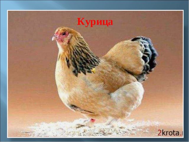 Мультимедийное пособие для 2 младшей группы на тему "Домашние птицы".