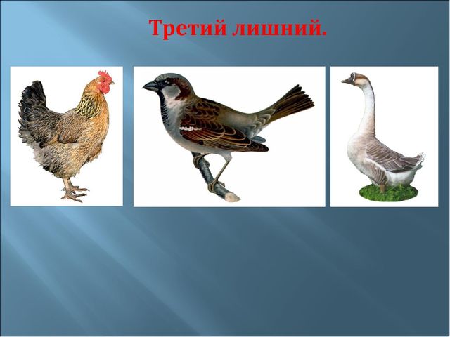 Мультимедийное пособие для 2 младшей группы на тему "Домашние птицы".