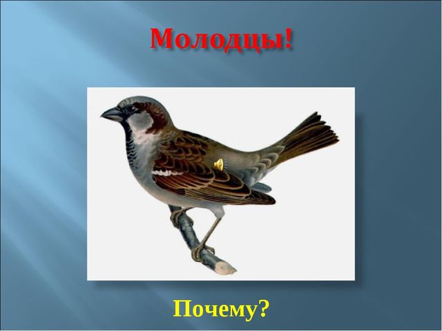 Мультимедийное пособие для 2 младшей группы на тему "Домашние птицы".