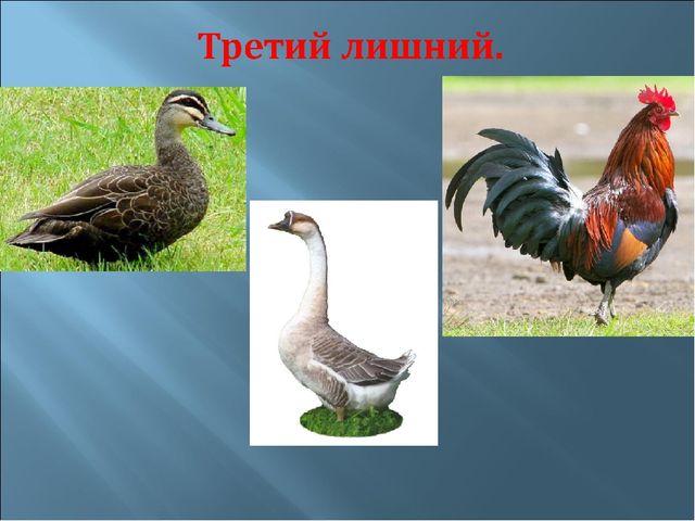 Мультимедийное пособие для 2 младшей группы на тему "Домашние птицы".
