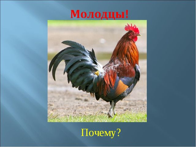 Мультимедийное пособие для 2 младшей группы на тему "Домашние птицы".