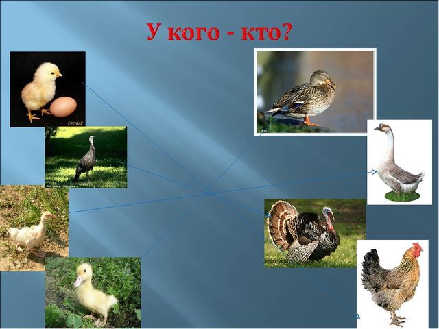 Мультимедийное пособие для 2 младшей группы на тему "Домашние птицы".