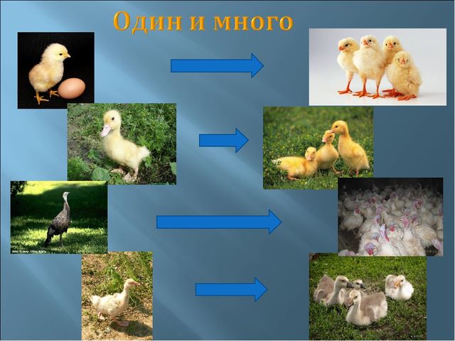 Мультимедийное пособие для 2 младшей группы на тему "Домашние птицы".