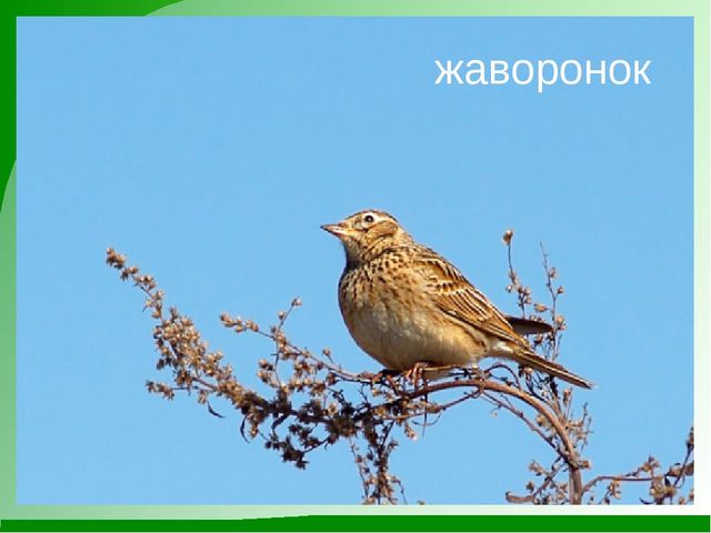 Мини-проект "Роль художественной литературы в познавательном развитии детей"