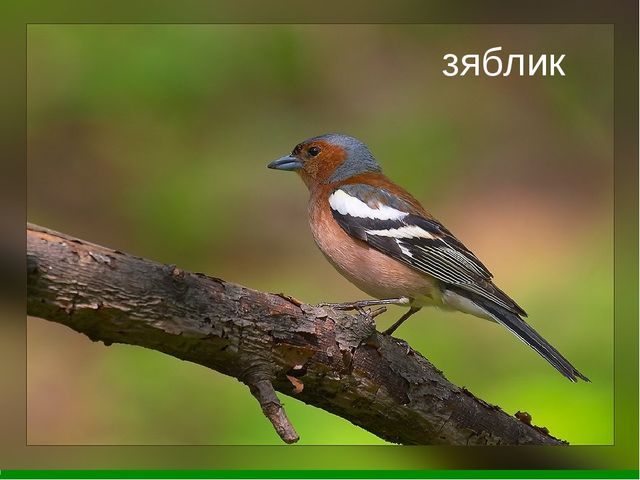 Мини-проект "Роль художественной литературы в познавательном развитии детей"