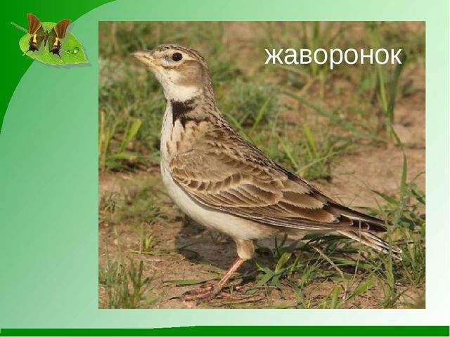 Мини-проект "Роль художественной литературы в познавательном развитии детей"