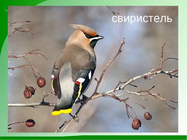 Мини-проект "Роль художественной литературы в познавательном развитии детей"