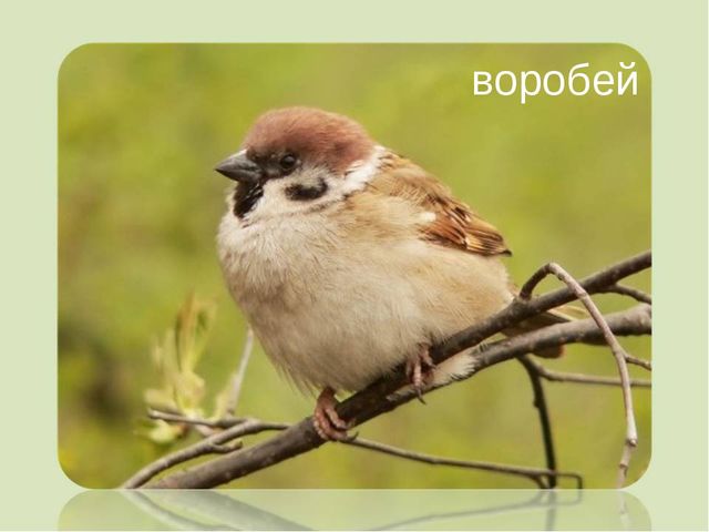 Мини-проект "Роль художественной литературы в познавательном развитии детей"