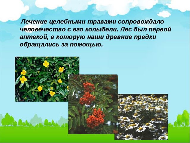 Презентация:"Лекарственные растения нашего города"