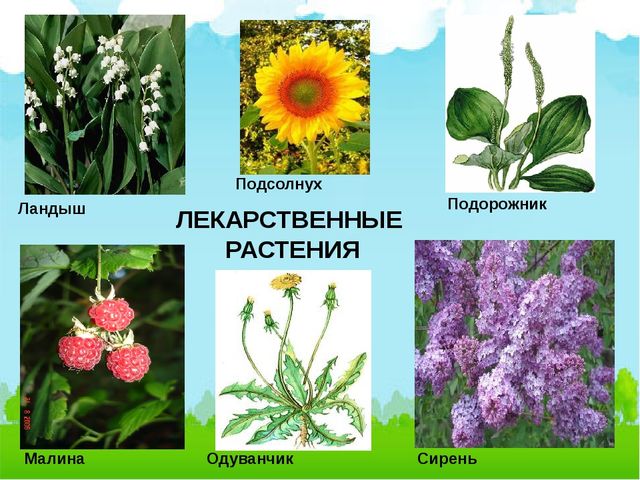 Презентация:"Лекарственные растения нашего города"