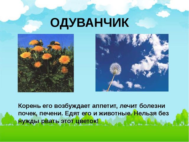 Презентация:"Лекарственные растения нашего города"