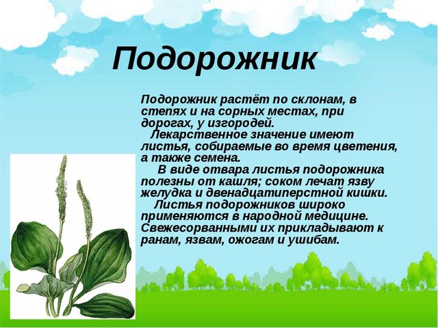 Презентация:"Лекарственные растения нашего города"