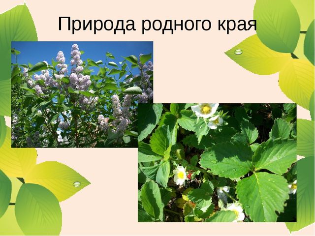 Презентация для родителей "Реализация регионального компонента"