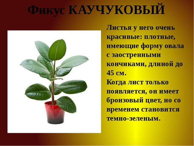 Презентация для детей старшей группы "Комнатные растения"