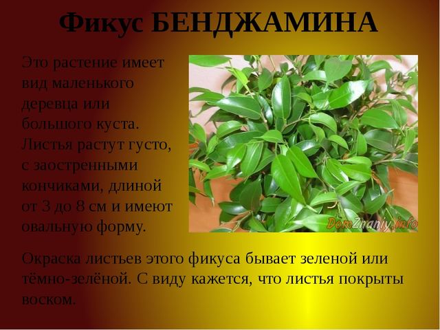 Презентация для детей старшей группы "Комнатные растения"
