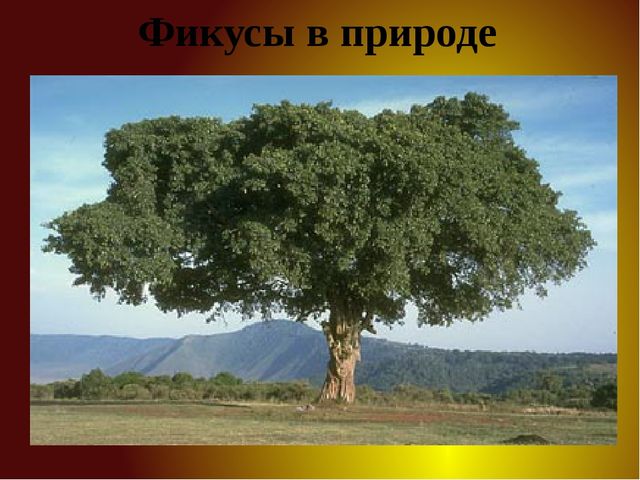 Презентация для детей старшей группы "Комнатные растения"