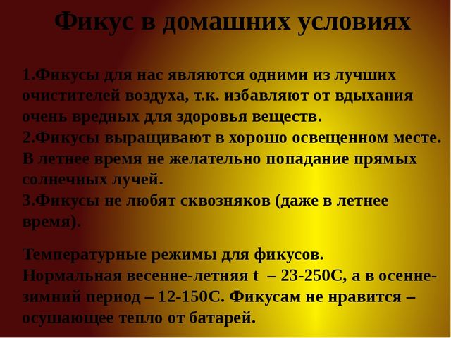 Презентация для детей старшей группы "Комнатные растения"