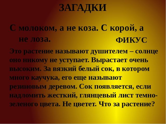 Презентация для детей старшей группы "Комнатные растения"