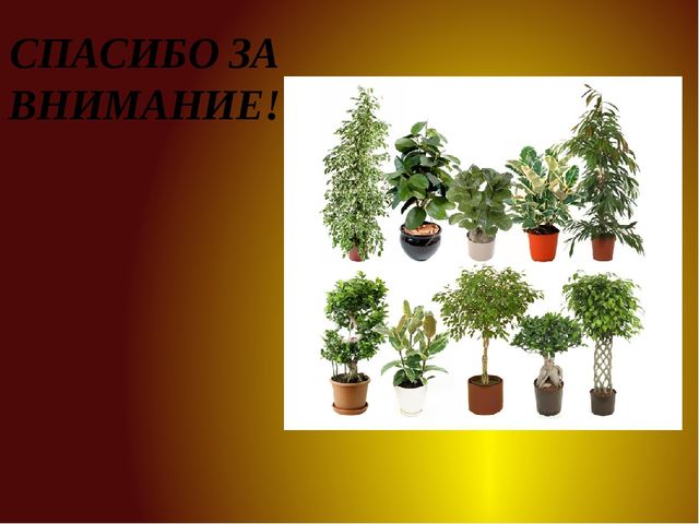 Презентация для детей старшей группы "Комнатные растения"