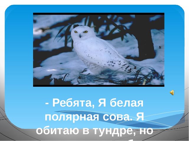 Презентация по развитию речи на тему "Путешествие в зимний лес"