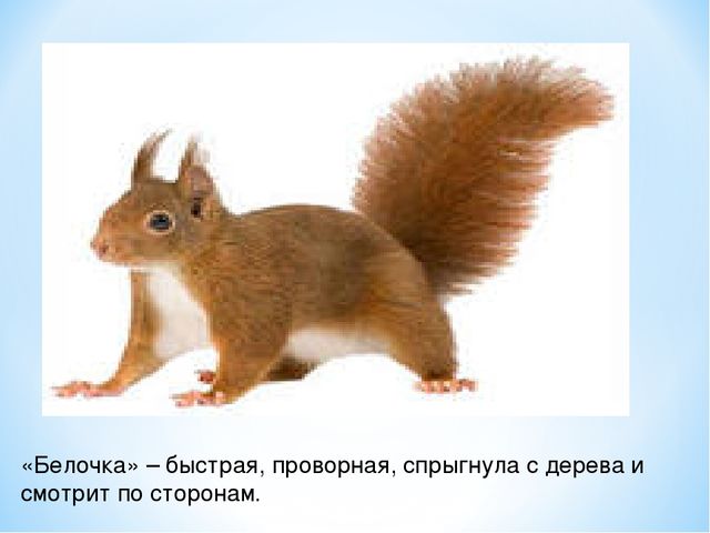 Презентация "Спасем Винни -Пуха"