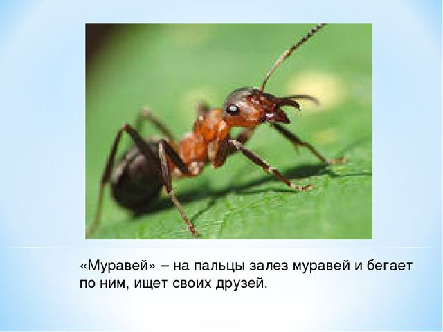 Презентация "Спасем Винни -Пуха"