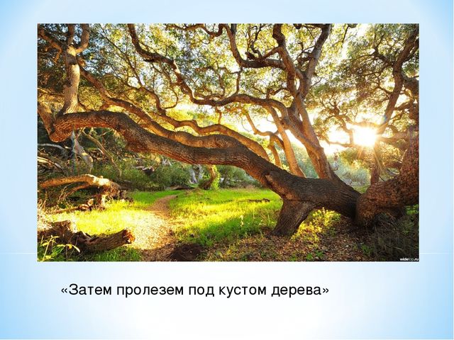 Презентация "Спасем Винни -Пуха"