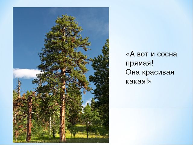 Презентация "Спасем Винни -Пуха"