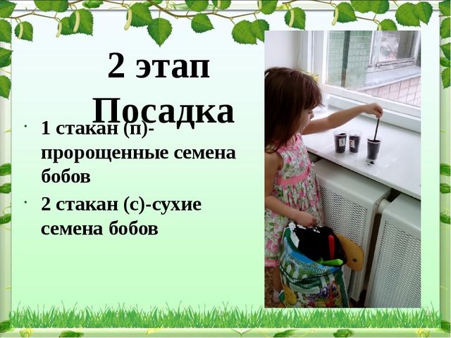 Обобщение опыта: экологическое воспитание дошкольников в современном ДОУ