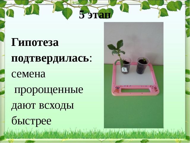 Обобщение опыта: экологическое воспитание дошкольников в современном ДОУ