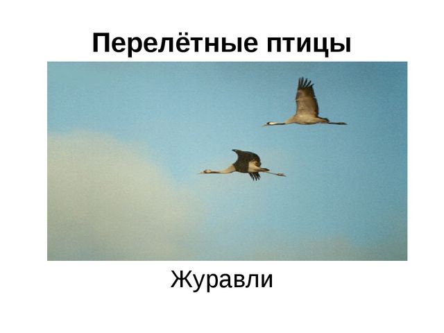 Презентация на тему: " В гости к осени "