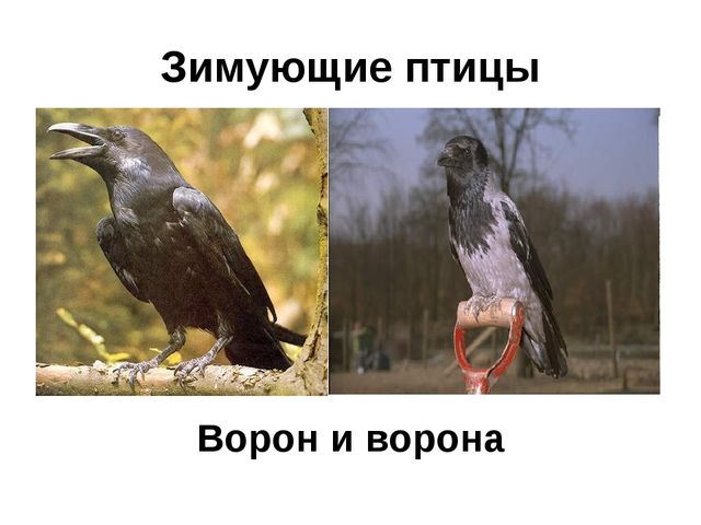 Презентация на тему: " В гости к осени "