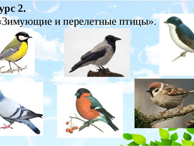 Призентация "Мы друзья природы"