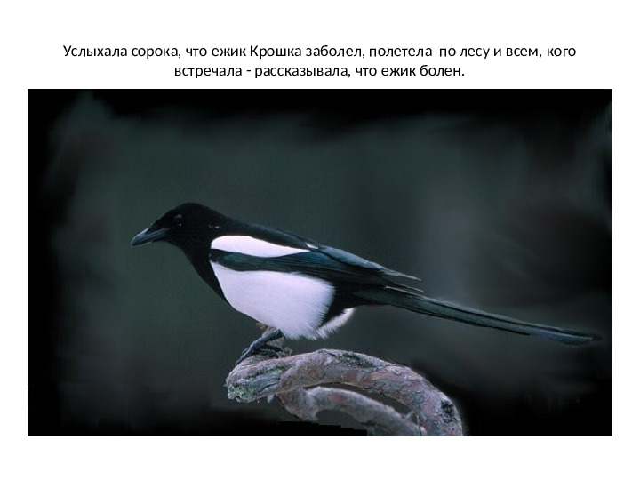 Презентация по математике на тему: "Один.Много" (для дошкольников)