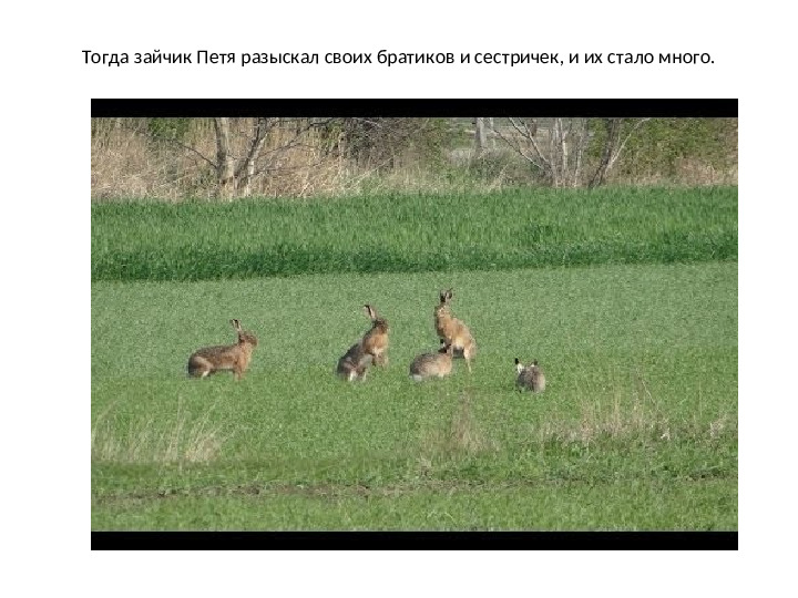 Презентация по математике на тему: "Один.Много" (для дошкольников)