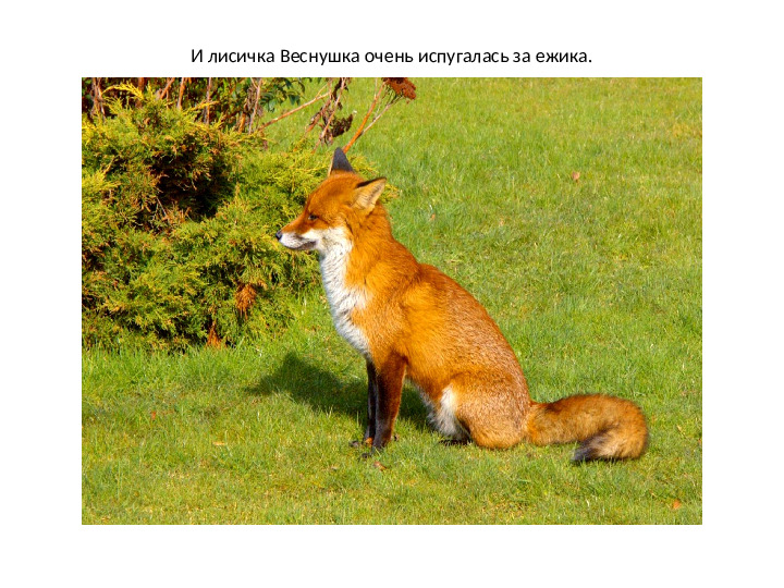 Презентация по математике на тему: "Один.Много" (для дошкольников)