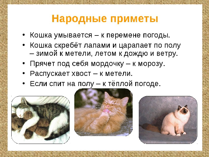 Презентация .Зеленые тропинки.Плешаков.Тема "Народные приметы"