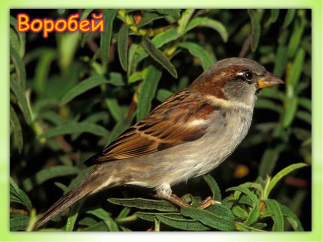 Презентация «Воробей» (для детей старшего дошкольного возраста (5-7 лет)
