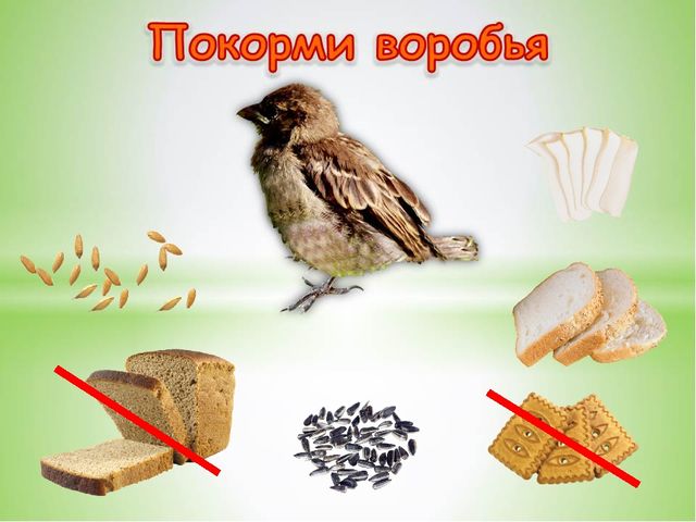 Презентация «Воробей» (для детей старшего дошкольного возраста (5-7 лет)