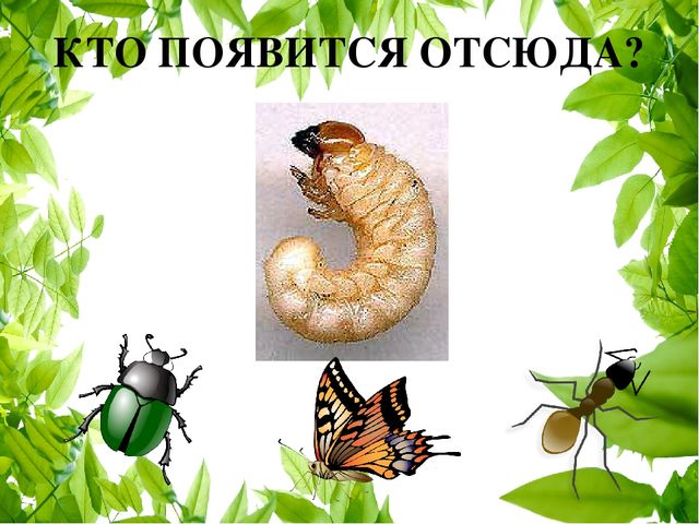 Кто лишний насекомые картинки