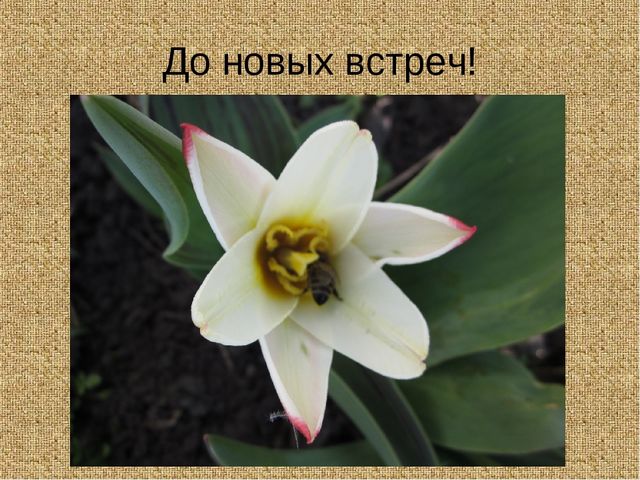 Презентация к занятию для детсада по изготовлению аппликации с использованием основных геометрических фигур